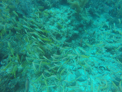 Cardumen De Peces Amarillos Y De Tonos Rojizos, Buceando En Isla Providencia, Colombia.