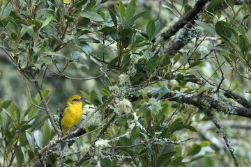 Female flame-colored Tanager (stripe-backed tanager) portrait in natural environment