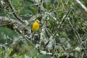 Female flame-colored Tanager (stripe-backed tanager) portrait in natural environment