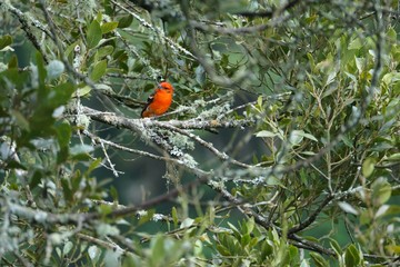 Male flame-colored Tanager (stripe-backed tanager) portrait in natural environment
