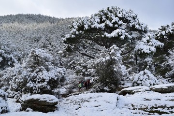 Hiking.Hiking winter.Snowy winter road. Beautiful winter landscape in the mountain forest.Group of people in the forest. Akcaova-Serefler -Cine.Turkey