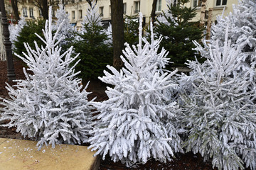 Sapins de Noël