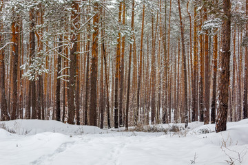 Fototapeta premium Landscape with winter sunny forest.