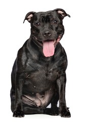 English Staffordshire Bull Terrier Dog  Isolated  on White Background in studio
