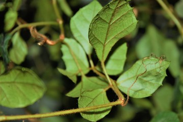 Green leaf pattern on the surface