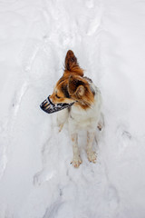Dog in plastic muzzle sitting in winter park with snow.