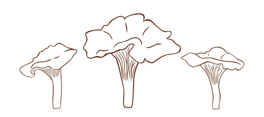 Mushrooms chanterelles in outline style, vector illustration of chanterelles, coloring page for children