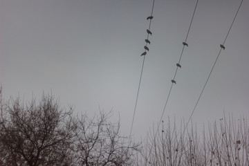 birds perched on a wire on a foggy day