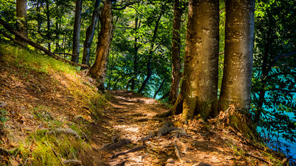 Tranquil Path next to Lake Kozjak throuth the beautiful Forest of Plitvice National Park