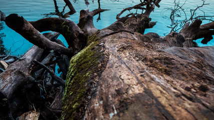 Cut off and fallen Tree in turquoise water in a lake within the Plitvice national Park