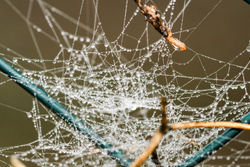 RAGNATELA INTRIGANTE