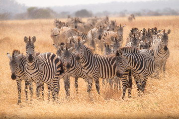 Zebra Migration 2 © Massimiliano