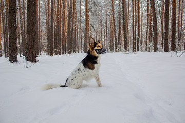 Dog in plastic muzzle running in winter forest with snow