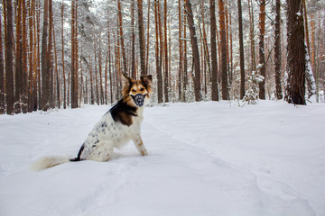 Dog in plastic muzzle running in winter forest with snow