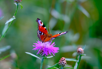 Large color butterfly closeup on grass background