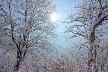 The Sun and The Forest With Snow During The Winter