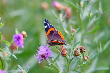Large color butterfly closeup on grass background