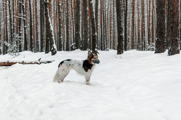 Dog in plastic muzzle running in winter forest with snow