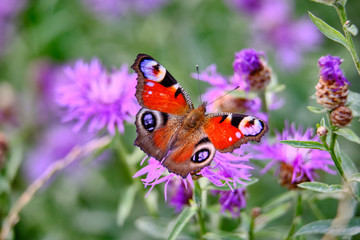 Large color butterfly closeup on grass background
