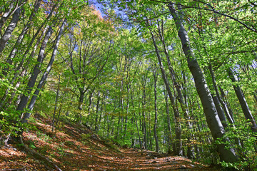 Dense green deciduous forest in the temperate zone at a sunny day. Forest floor covered with leaves. First leaves turn yellow at the beginning of autumn.