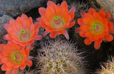 Orange cacti flowers blooming in spring sunshine in Arizona desert.