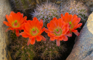 Orange cacti flowers blooming in spring sunshine in Arizona desert.