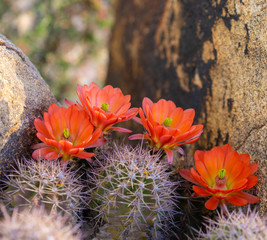 Orange cacti flowers blooming in spring sunshine in Arizona desert. © BCFC