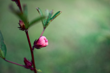 Abelmoschus esculentus, Red Okra Flower with Sunlight.