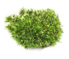 Green moss isolated on white background