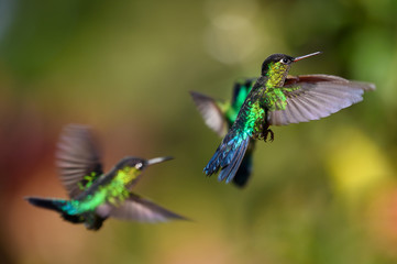Blue hummingbird Violet Sabrewing flying next to beautiful red flower. Tinny bird fly in jungle. Wildlife in tropic Costa Rica. Two bird sucking nectar from bloom in the forest. Bird behaviour
