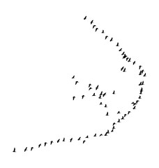 Greater white-fronted goose wedge in flight. Vector silhouette a flock of birds