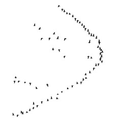 Greater white-fronted goose wedge in flight. Vector silhouette a flock of birds