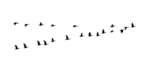 Greater white-fronted goose wedge in flight. Vector silhouette a flock of birds