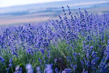 Fototapeta na wymiar Lavender flowers - Sunset over a summer purple lavender field. 