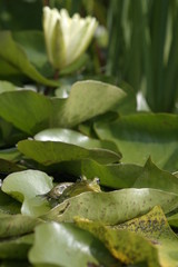 green frog on lily pads with white lily flower