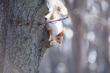 squirrel on tree