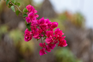pink isolated flower