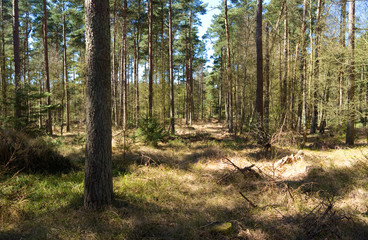 Obraz premium Laesoe / Denmark: Coniferous trees in the nature reserve Laesoe Klintplantage on a sunny day at the end of April