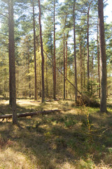 Obraz premium Laesoe / Denmark: Coniferous trees in the nature reserve Laesoe Klintplantage on a sunny day at the end of April