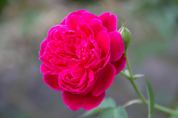 Close-up Red rose On a green blurred background
