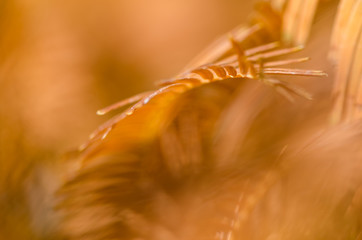 Nature Abstract: Golden Needles of the Dawn Redwood in Autumn