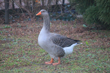 goose in the garden