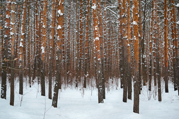 Many tree trunks in the snowy woods. Winter landscape.