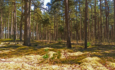 Laesoe / Denmark: Coniferous trees in the nature reserve Laesoe Klintplantage on a sunny day at the end of April