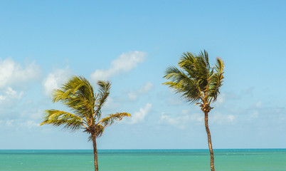 Palmtrees from Brazil blue sky and green ocean