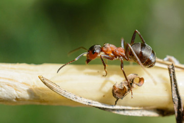 Ant on a branch in the forest, photographed close-up.  