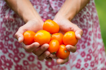 Yellow tomatoes in female hands.