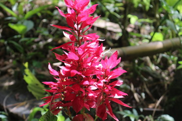 FLOR FUCSIA