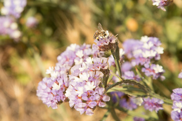 Bee sitting on Pink Tree in the Center of Warsaw - 2017
