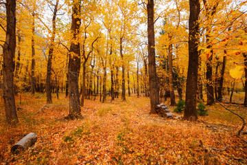 Obraz premium Aspen Tree Fall Foliage